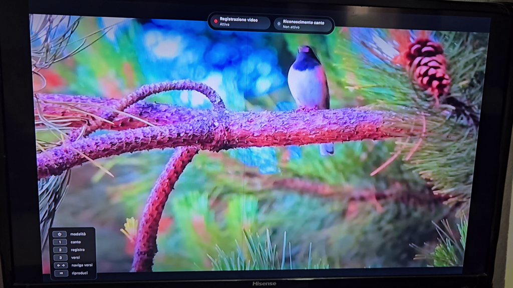 Streaming e catalogazione delle osservazioni.